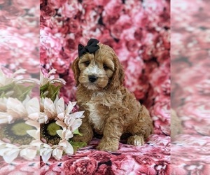 Cock-A-Poo Puppy for sale in NOTTINGHAM, PA, USA