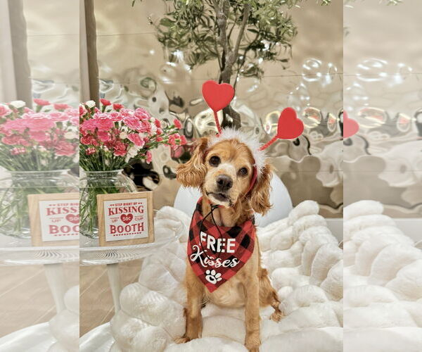 Medium Photo #2 Cocker Spaniel Puppy For Sale in Sherman Oaks, CA, USA