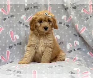 Goldendoodle-Poodle (Toy) Mix Puppy for sale in LAKELAND, FL, USA
