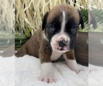 Small #10 Boxer
