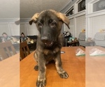 Small Photo #12 German Shepherd Dog Puppy For Sale in FAIRMOUNT, IN, USA