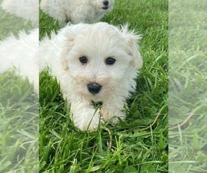 Bichpoo Puppy for sale in CANOGA, NY, USA