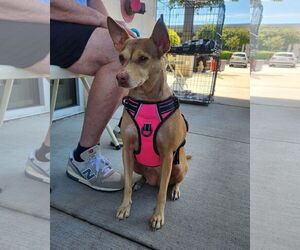 Mutt Dogs for adoption in Dallas, TX, USA