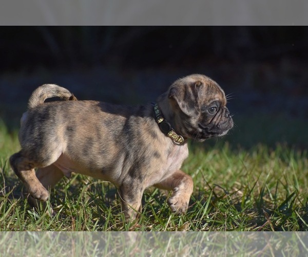 Medium Photo #7 Pug Puppy For Sale in PALM COAST, FL, USA