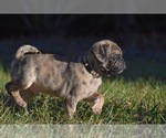 Small #6 Pug