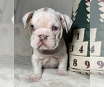 Small Photo #13 English Bulldog Puppy For Sale in JOHNS ISLAND, SC, USA