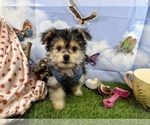 Small #14 Morkie