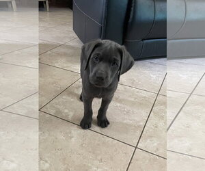 Labsky Dogs for adoption in The Woodlands, TX, USA