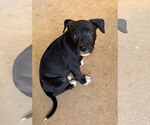 Small #1 American Pit Bull Terrier Mix