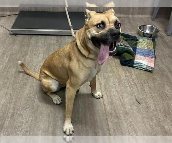 Medium Photo #1 American Pit Bull Terrier-Unknown Mix Puppy For Sale in Pasadena, CA, USA