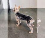 Small #1 Mutt