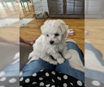 Small Photo #10 Bichon Frise Puppy For Sale in NORTH BRANCH, MN, USA