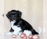 Small Photo #2 Havanese Puppy For Sale in GORDONVILLE, PA, USA