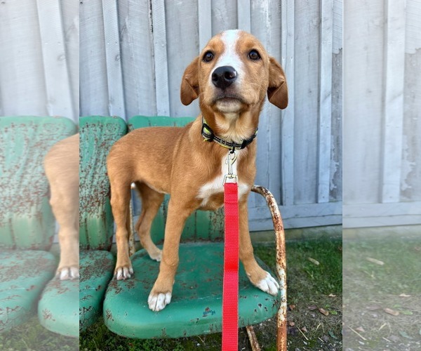Medium Photo #5 Labrador Retriever-Unknown Mix Puppy For Sale in Germantown, OH, USA