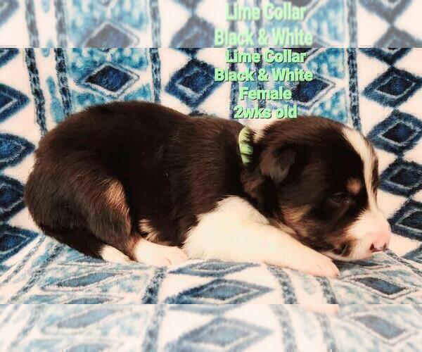 Medium Photo #17 Border Collie Puppy For Sale in ELMENDORF, TX, USA