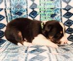 Small Photo #17 Border Collie Puppy For Sale in ELMENDORF, TX, USA