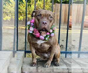 Gryffin - Female American Pit Bull Terrier-Unknown Mix Dog for Adoption - Photo #15