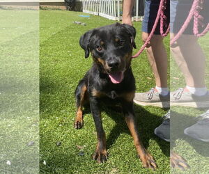 Rottweiler-Unknown Mix Dogs for adoption in Mooresville, NC, USA