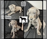 Small Photo #3 Great Dane Puppy For Sale in LAWRENCEBURG, KY, USA
