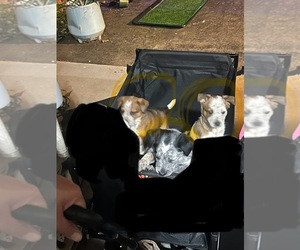 Australian Cattle Dog Puppy for sale in BOILING SPRINGS, SC, USA