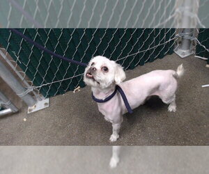 Mutt Dogs for adoption in Downey, CA, USA
