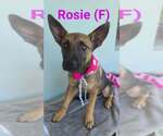 Small German Shepherd Dog Mix