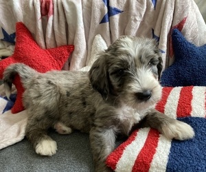 Australian Labradoodle-Bernedoodle Mix Puppy for Sale in ATWATER, California USA