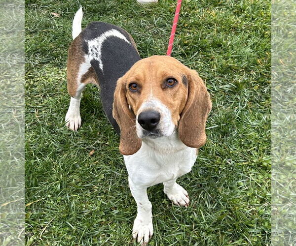 Medium Photo #3 Bagle Hound Puppy For Sale in Batavia, OH, USA