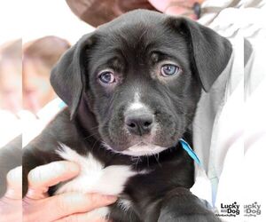 Rat Terrier-Unknown Mix Dogs for adoption in Washington, DC, USA