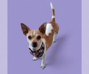 Chihuahua-Unknown Mix Dogs for adoption in Bakersfield, CA, USA