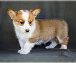 Small Photo #16 Pembroke Welsh Corgi Puppy For Sale in WAKARUSA, IN, USA
