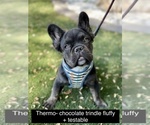Puppy 1 French Bulldog