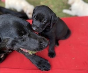 Mother of the Labrador Retriever puppies born on 05/15/2022