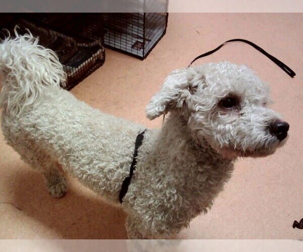 Medium Photo #1 Poodle (Miniature)-Unknown Mix Puppy For Sale in Martinez, CA, USA