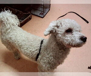 Poodle (Miniature)-Unknown Mix Dogs for adoption in Martinez, CA, USA