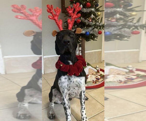 Medium Photo #1 Mutt Puppy For Sale in Osgood, IN, USA