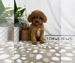 Small #2 Cavapoo