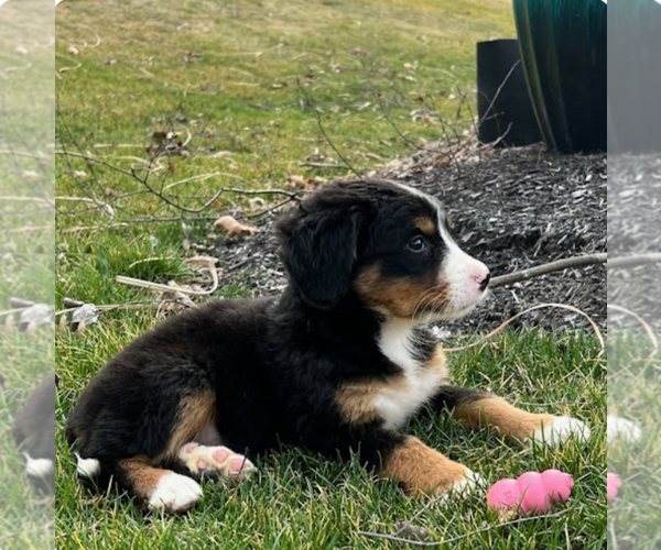 Medium Photo #4 Bernese Mountain Dog Puppy For Sale in NOBLESVILLE, IN, USA