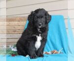 Small Photo #2 Australian Shepherd-Goldendoodle Mix Puppy For Sale in HOLTWOOD, PA, USA