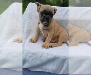 French Bulldog Puppy for sale in MIAMI, FL, USA