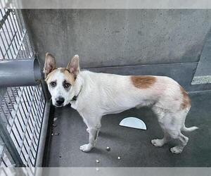 German Shepherd Dog Dogs for adoption in Pasadena, CA, USA