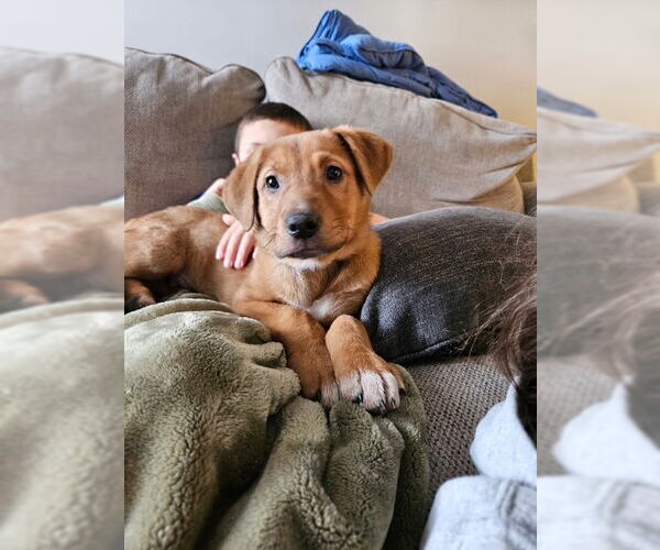 Medium Photo #1 Shepradors Puppy For Sale in Princeton, MN, USA