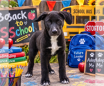 Small Photo #2 Labrador Retriever Puppy For Sale in Yardley, PA, USA