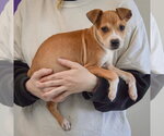 Small #1 Jack Russell Terrier Mix
