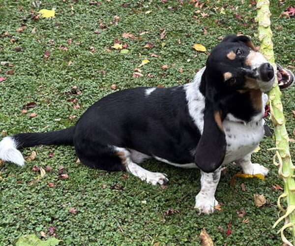 Medium Photo #3 Basset Hound Puppy For Sale in Deepwater, NJ, USA