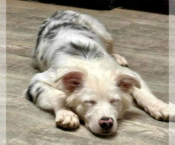 Medium Photo #3 Australian Shepherd Puppy For Sale in Cedar Crest, NM, USA