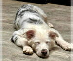 Small #2 Australian Shepherd