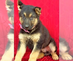 German Shepherd Dog Puppy for sale in LANCASTER, PA, USA
