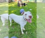 Small American Staffordshire Terrier-Labrador Retriever Mix