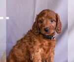 Small Photo #5 Irish Setter-Poodle (Miniature) Mix Puppy For Sale in NEWMANSTOWN, PA, USA